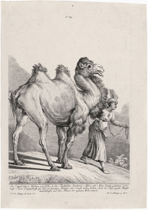 Los 6347 - Ridinger, Martin Elias - Camel mit einem Höcker ...; Ein Camel mit zwei Höckern ...; Kamele in ganzen u. halben Figuren; Kamele mit Becken- und Paukenschlägern - 1 - thumb