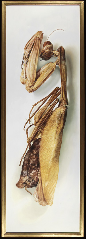 Los 6390 - Fairnington, Mark - Specimen 1 (Gottesanbeterin). - 1 - thumb