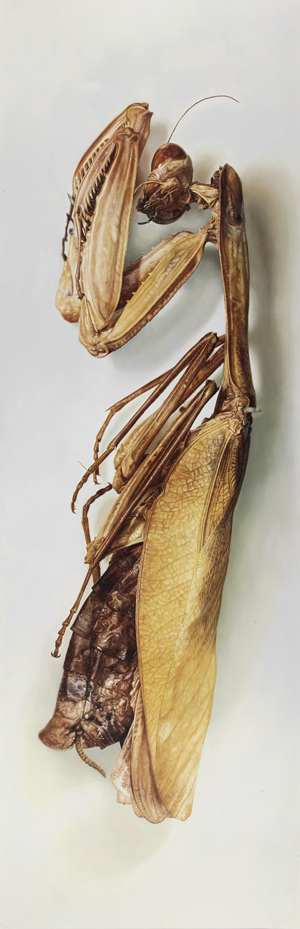Lot 6390, Auction  127, Fairnington, Mark, Specimen 1 (Gottesanbeterin).