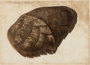 Lot 6447, Auction  127, Scheidel, Franz Anton von, Der Schuppenpanzer einer Hawksbill'schen Meeres-Schildkröte