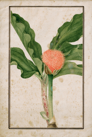 Los 6455 - Italienisch - 1. Hälfte 19. Jh. Blühende Königin der Nacht (Selenicereus grandiflorus); Aufgehende Feuerball-Lilie (Scadoxus multiflorus) - 1 - thumb