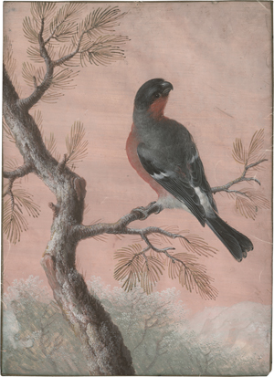 Lot 6560, Auction  127, Agricola, Christoph Ludwig, Gimpel auf einem Ast