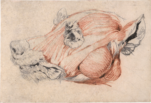 Lot 6574, Auction  127, Französisch, 18. Jh. . Écorché eines Hundekopfes