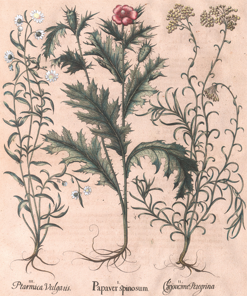 Lot 344, Auction  127, Besler, Basilius, Hortus Eystettensis. Papaver spinosum, Chrysocome Peregrina, Ptarmica Vulgaris