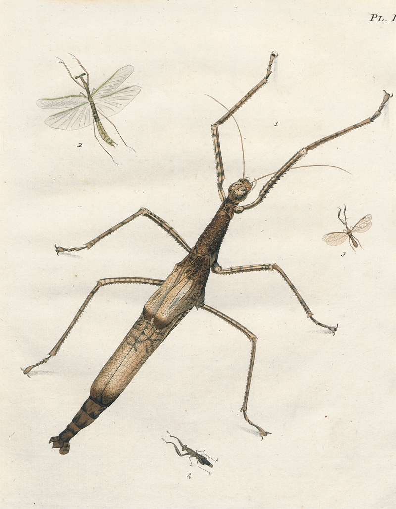 Lot 363, Auction  127, Stoll, Caspar, Natuurlyke Afbeeldingen en Beschryvingen der Spooken. Amsterdam, J. C. Sepp, 1787