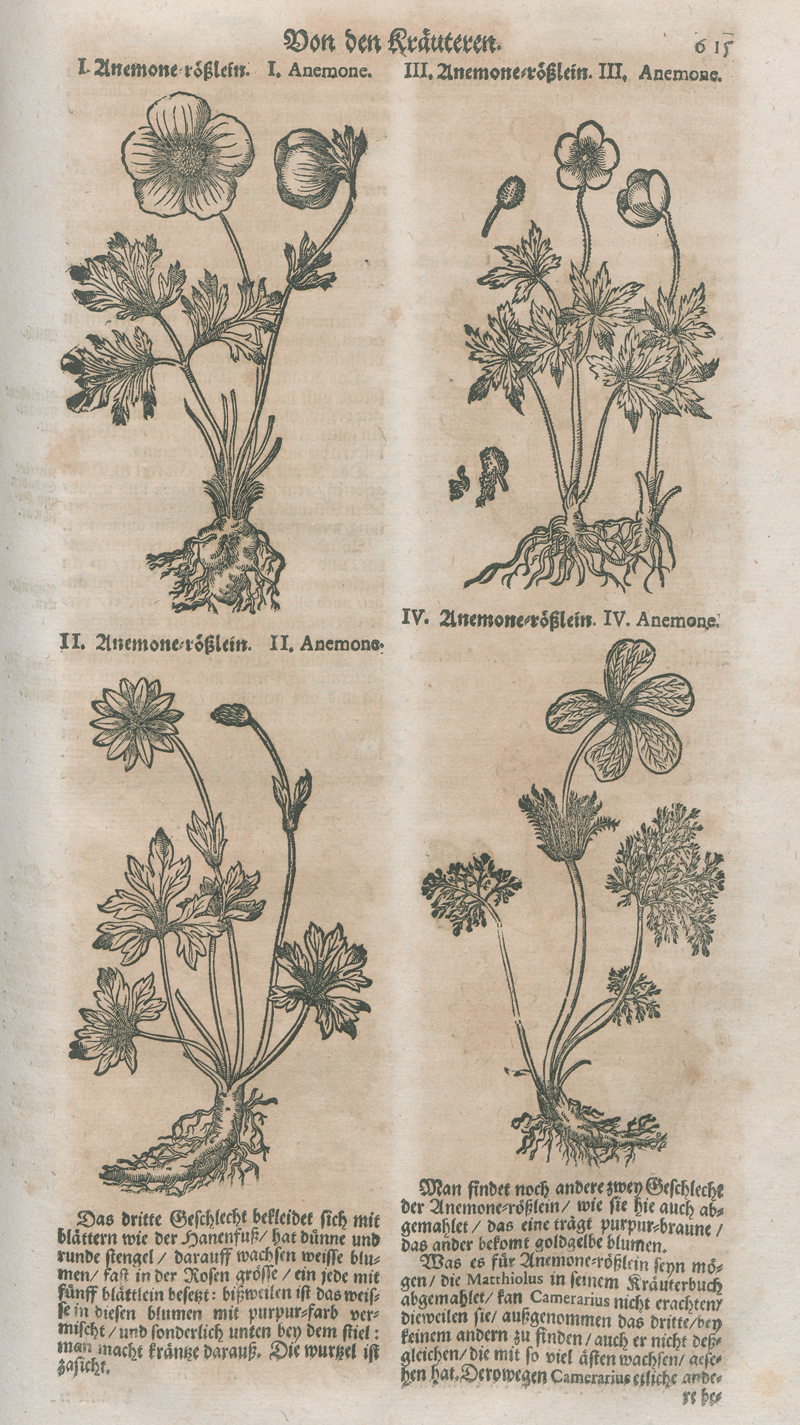Lot 365, Auction  127, Zwinger, Theodor, Theatrum botanicum