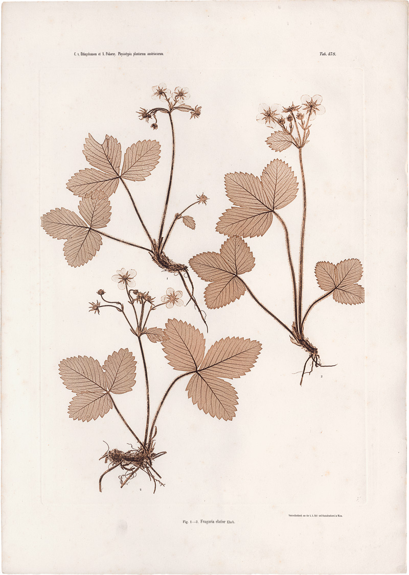 Lot 4096, Auction  127, Nature Printing, Plant studies
