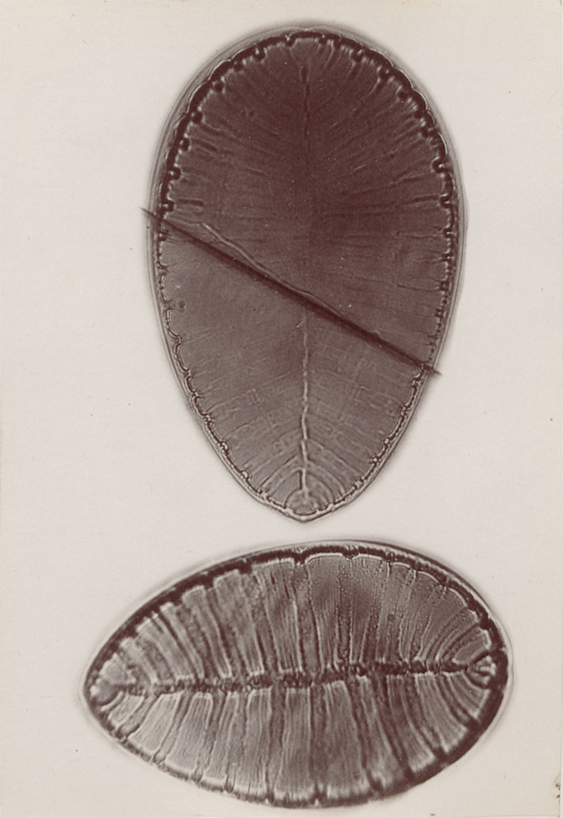 Lot 4107, Auction  127, Redmayne, John Thomas, Micro-photographs from the Diatomaceae