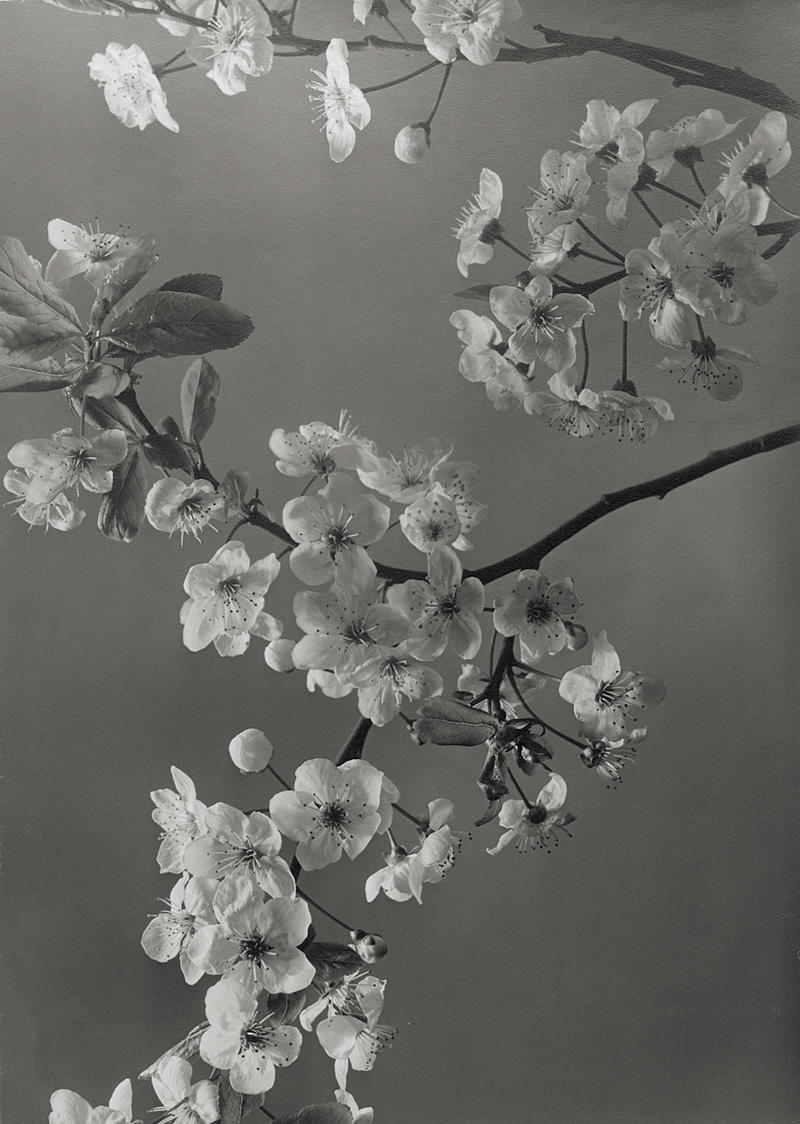 Lot 4135, Auction  127, Baur, Max, Cherry blossoms