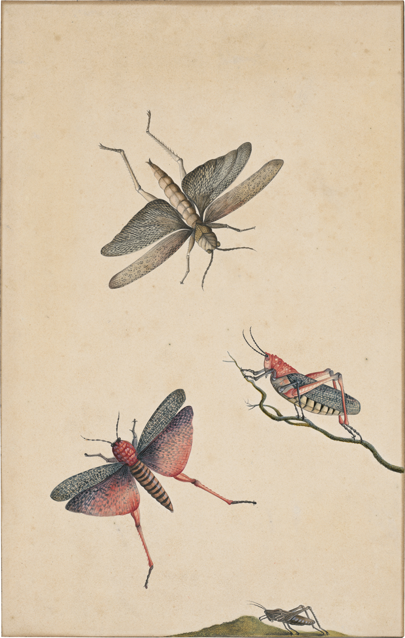 Lot 6336, Auction  127, Niederländisch, um 1700. Studienblatt mit der afrikanischen Seidenpflanzenheuschrecke