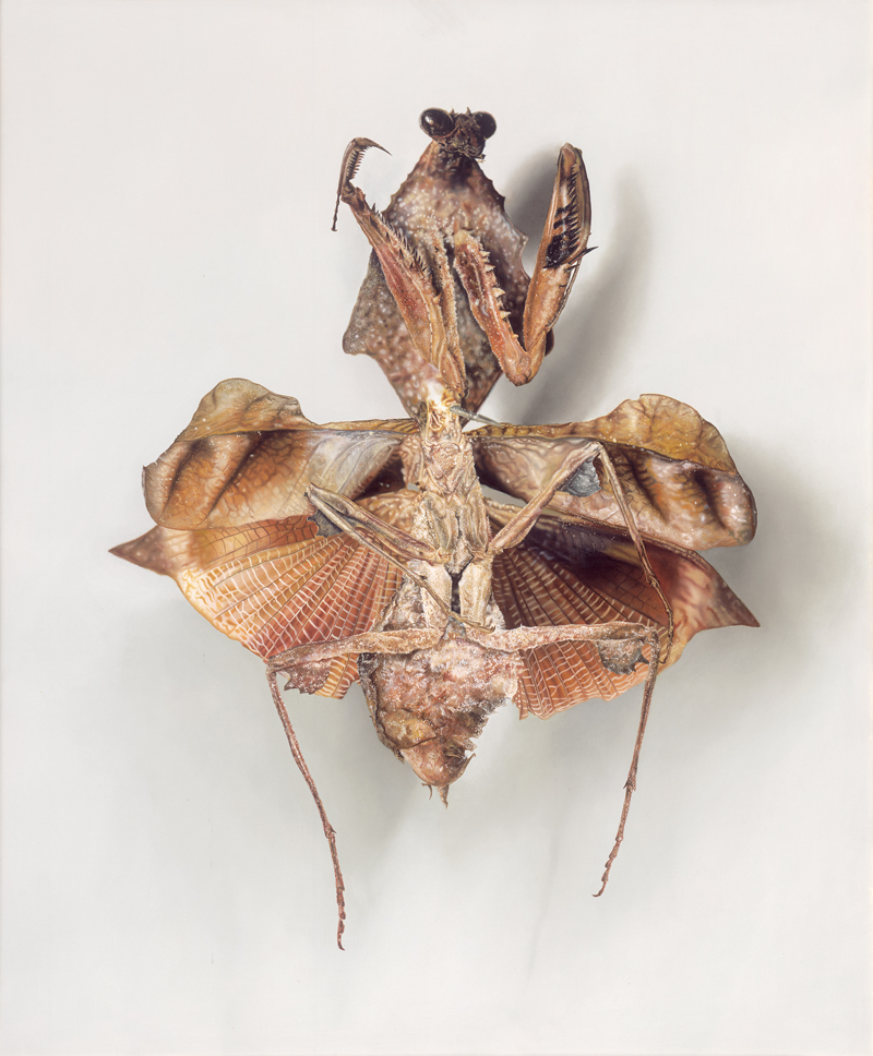 Lot 6391, Auction  127, Fairnington, Mark, Specimen 3 (Gottesanbeterin frontal)