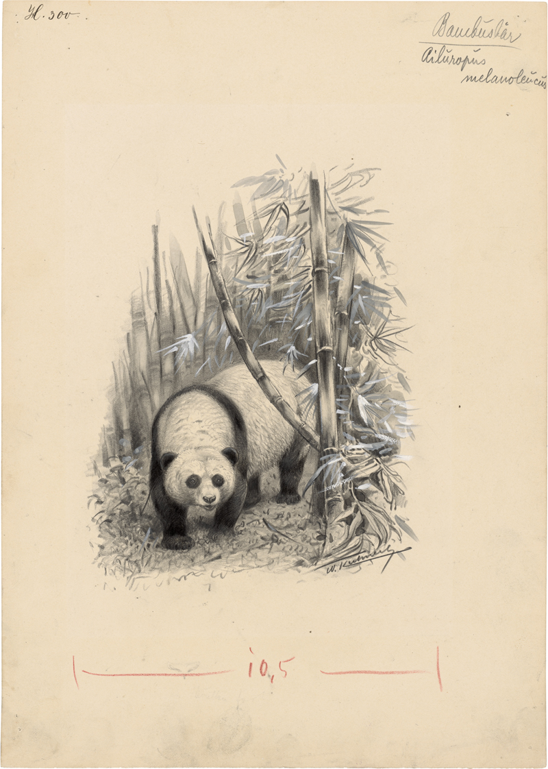 Lot 6412, Auction  127, Kuhnert, Wilhelm, Pandabär im Bambuswald