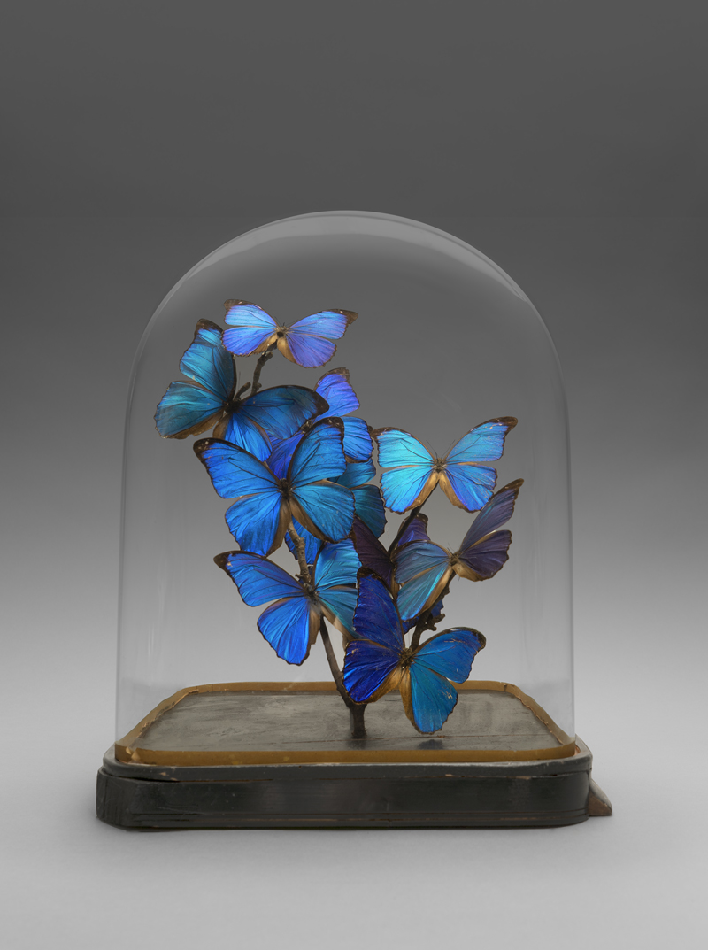 Lot 6458, Auction  127, Blaue Morphofalter, Blaue Morphofalter