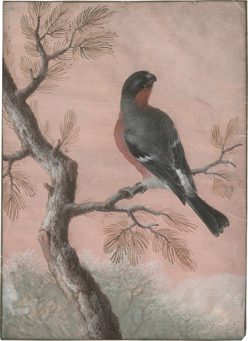 Lot 6560, Auction  127, Agricola, Christoph Ludwig, Gimpel auf einem Ast