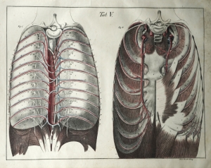 Los 203 - Bierkowski, Ludwig Joseph von - Anatomisch-chirurgische Abbildungen nebst Darstellungen ud Beschreibungen - 5 - thumb