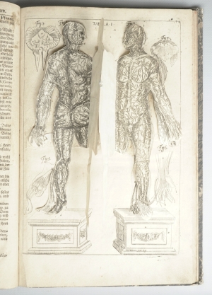 Los 219 - Hellwig, Christoph von - Anatomicum vivum Frankfurt und Leipzig, Hieronymus Philipp Ritschel, (1720).  - 4 - thumb