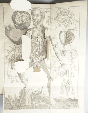 Los 219 - Hellwig, Christoph von - Anatomicum vivum Frankfurt und Leipzig, Hieronymus Philipp Ritschel, (1720).  - 8 - thumb