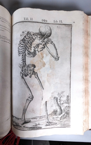 Los 238 - Spiegel, Adriaan van de - De humani corporis fabrica libri decem - 9 - thumb