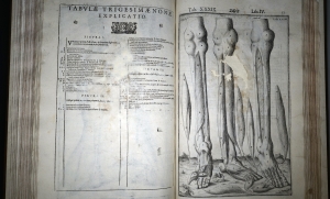 Los 238 - Spiegel, Adriaan van de - De humani corporis fabrica libri decem - 12 - thumb
