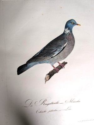 Los 281 - Borckhausen, Moritz Balthasar - Teutsche Ornithologie - 14 - thumb