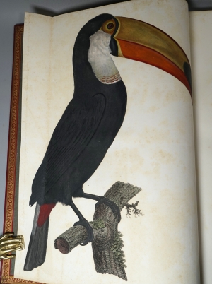Los 294 - Levaillant, François - Histoire naturelle des oiseaux. Paris 1801-1818 - 8 - thumb