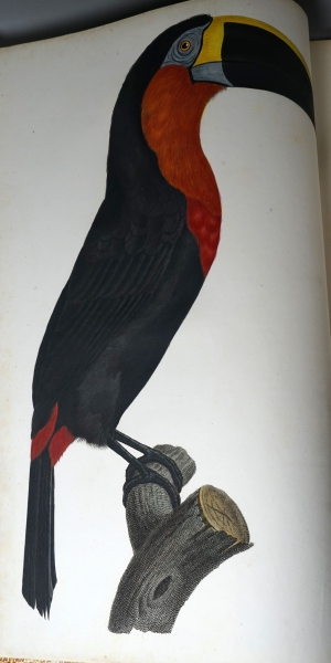 Los 294 - Levaillant, François - Histoire naturelle des oiseaux. Paris 1801-1818 - 10 - thumb