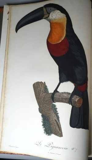 Los 294 - Levaillant, François - Histoire naturelle des oiseaux. Paris 1801-1818 - 12 - thumb