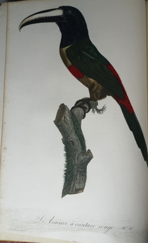 Los 294 - Levaillant, François - Histoire naturelle des oiseaux. Paris 1801-1818 - 15 - thumb