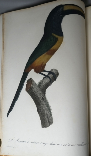 Los 294 - Levaillant, François - Histoire naturelle des oiseaux. Paris 1801-1818 - 16 - thumb