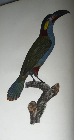 Los 294 - Levaillant, François - Histoire naturelle des oiseaux. Paris 1801-1818 - 17 - thumb