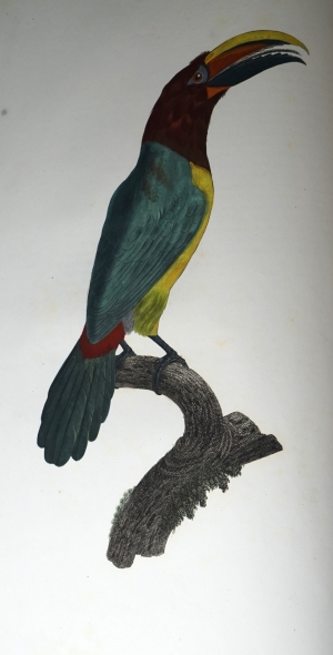 Los 294 - Levaillant, François - Histoire naturelle des oiseaux. Paris 1801-1818 - 19 - thumb