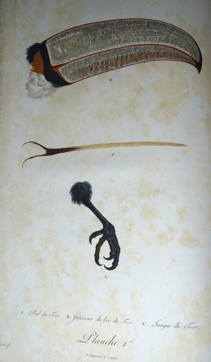 Los 294 - Levaillant, François - Histoire naturelle des oiseaux. Paris 1801-1818 - 20 - thumb
