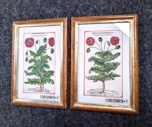 Los 298 - Mohnblumen - Konvolut von 4 kolorierten Kupferstichen, 3 (1 wiederholt) kolorierten Holschnitten, 1 kolorierte Lithographie und 1 farbige Abbildung mit Mohnblüten - 2 - thumb