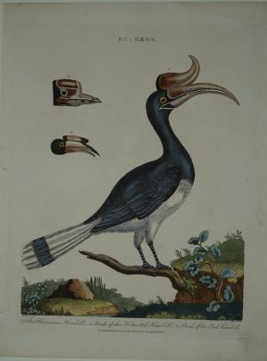 Los 305 - Vogeldarstellungen - Sammlung verschiedener Vogelarten - 2 - thumb