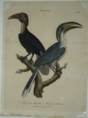 Los 305 - Vogeldarstellungen - Sammlung verschiedener Vogelarten - 3 - thumb