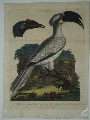 Los 305 - Vogeldarstellungen - Sammlung verschiedener Vogelarten - 4 - thumb
