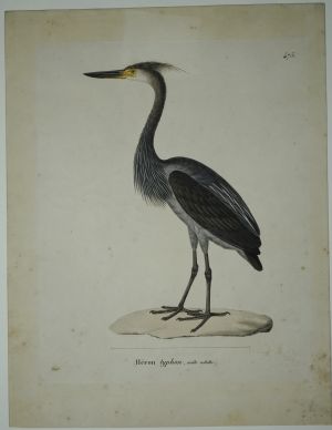 Los 305 - Vogeldarstellungen - Sammlung verschiedener Vogelarten - 5 - thumb
