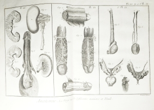 Los 531 - Diderot, Denis und Jean d'Alembert - Encyclopedie, ou dictionnaire raisonné des sciences - 8 - thumb